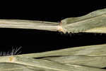 Wattle signalgrass
